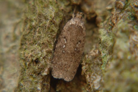 Agonopterix heracliana, een algemene Oecophoride die vliegt van sept. tot april en als vlinder overwintert. Waardplant rups: schermbloemen. De soort lijkt veel op de iets grotere A. ciliella. Onderzoek van de achtervleugels is noodzakelijk.